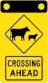 stock crossing ahead