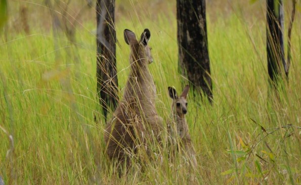 kangaroo long grass