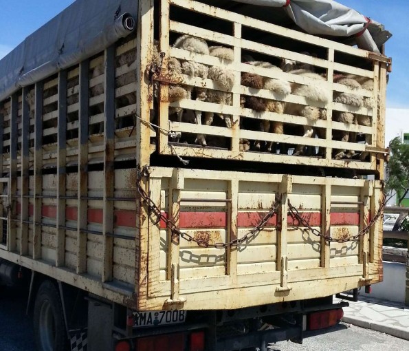 Livestock truck carrying sheep