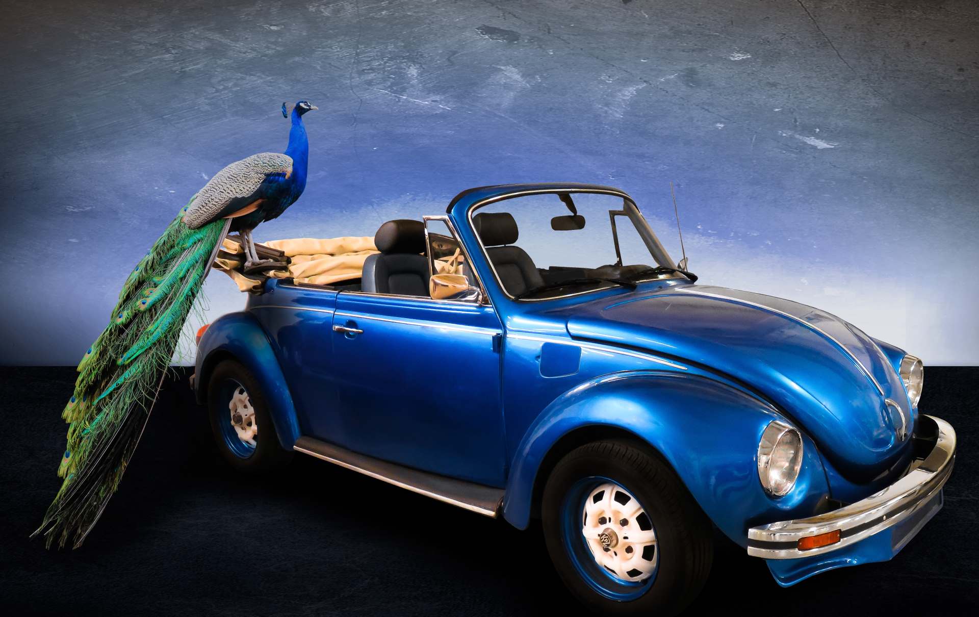 How do you stop birds and bats pooing on your car or truck?