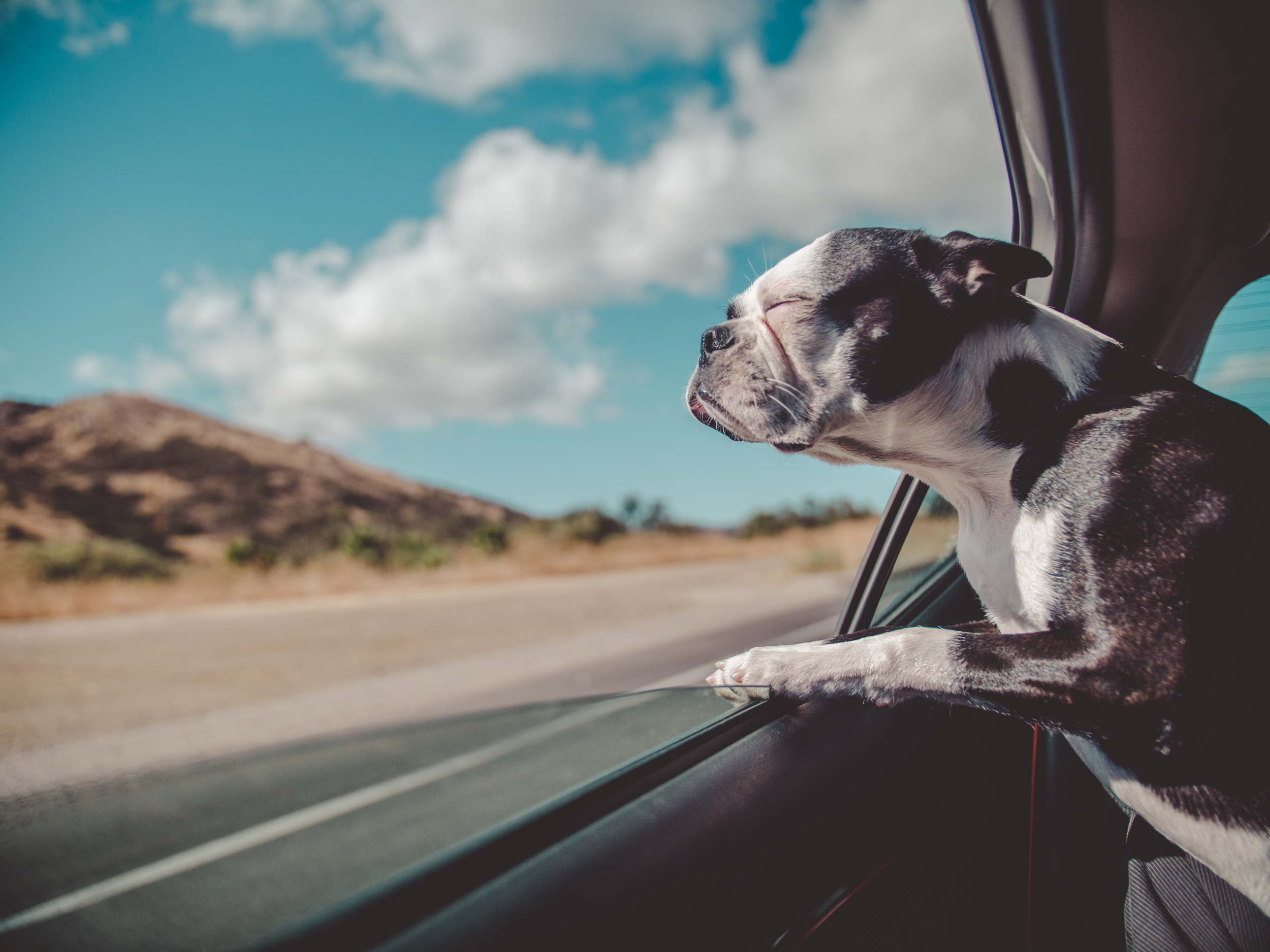 Simple ways to protect the interior of your car when travelling with pets